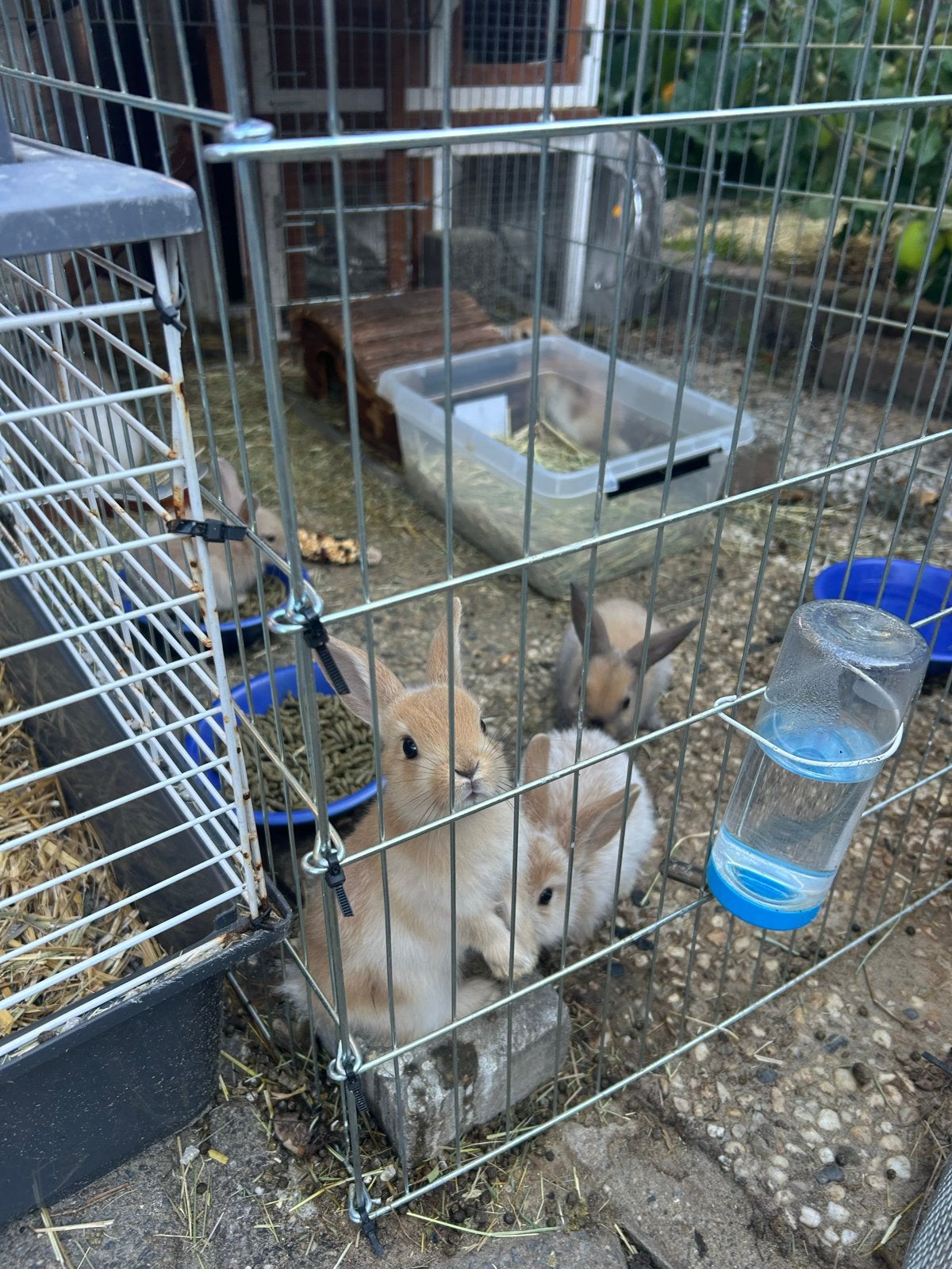 Babykonijntjes zoeken nieuw huisje, Dieren en Toebehoren, Overige typen, Tam, Juli, Geslacht onbekend