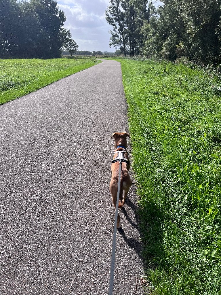 Hond, Reu, Eén hond, Nederland, Particulier