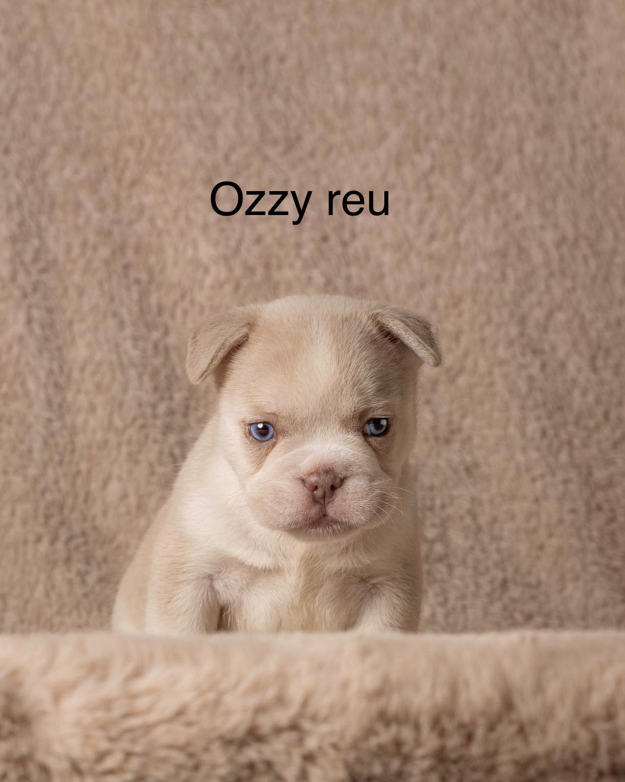 Mooie franse bulldog pups, Dieren en Toebehoren, Nederland, CDV (hondenziekte), 8 tot 15 weken, Bulldog