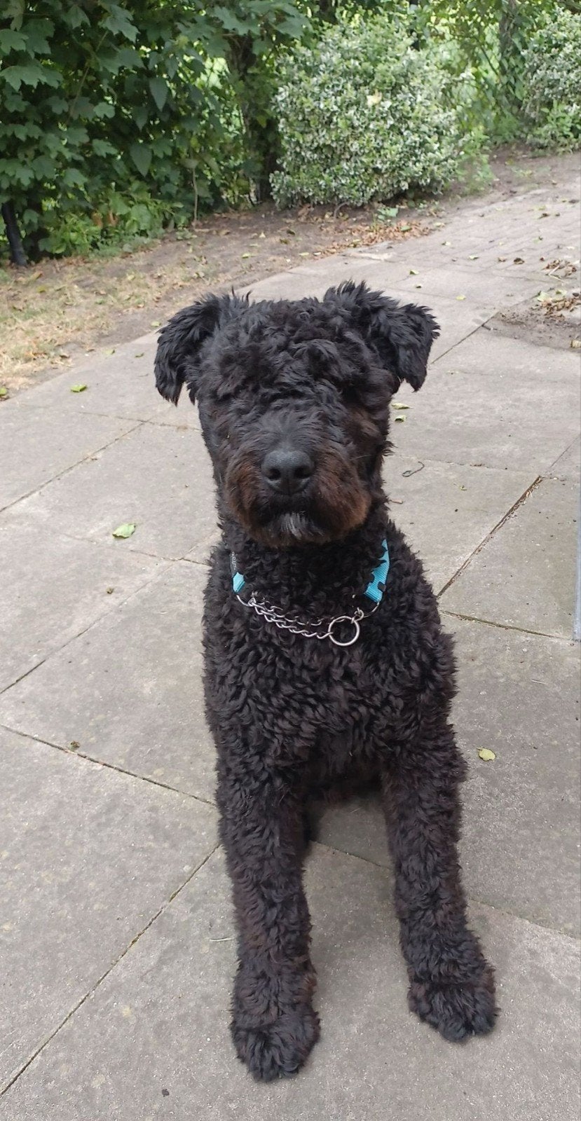 Bouvier dekreu, Reu, Parvo, Eén hond, 3 tot 5 jaar