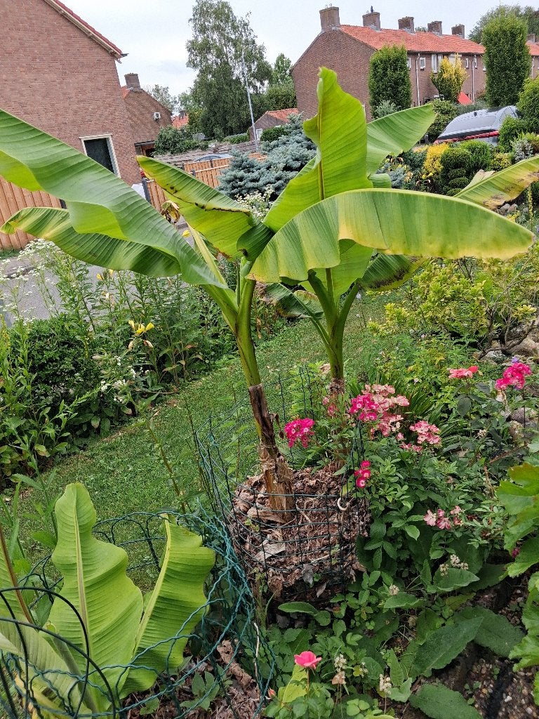tuinplanten vaste winteharde bananen planten 3 groot, Tuin en Terras, Planten | Tuinplanten, Volle zon, Vaste plant, Bloeit niet