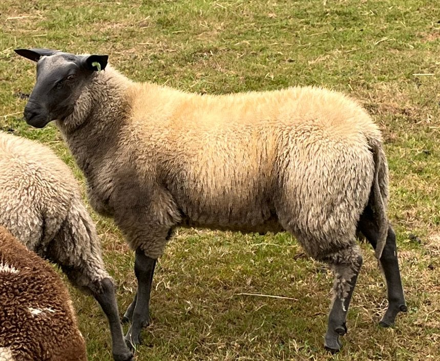 Bleu de maine ram te koop, Mannelijk, Schaap