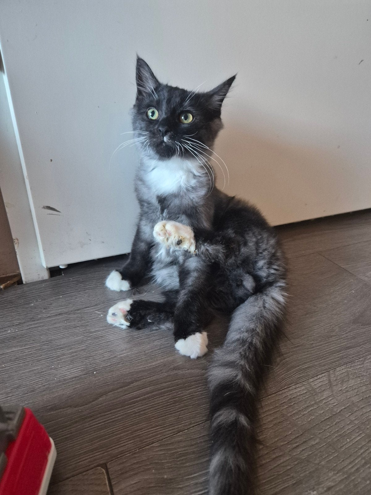 halve maine coon kittens, Meerdere dieren, 0 tot 2 jaar