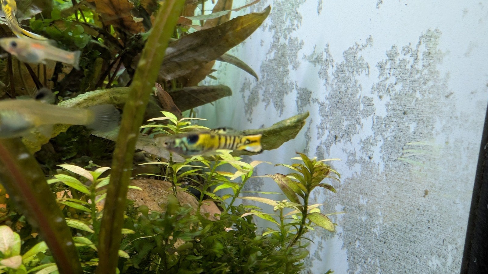 F1 en F2 endlers El Tigre wildvorm x pink neon tiger