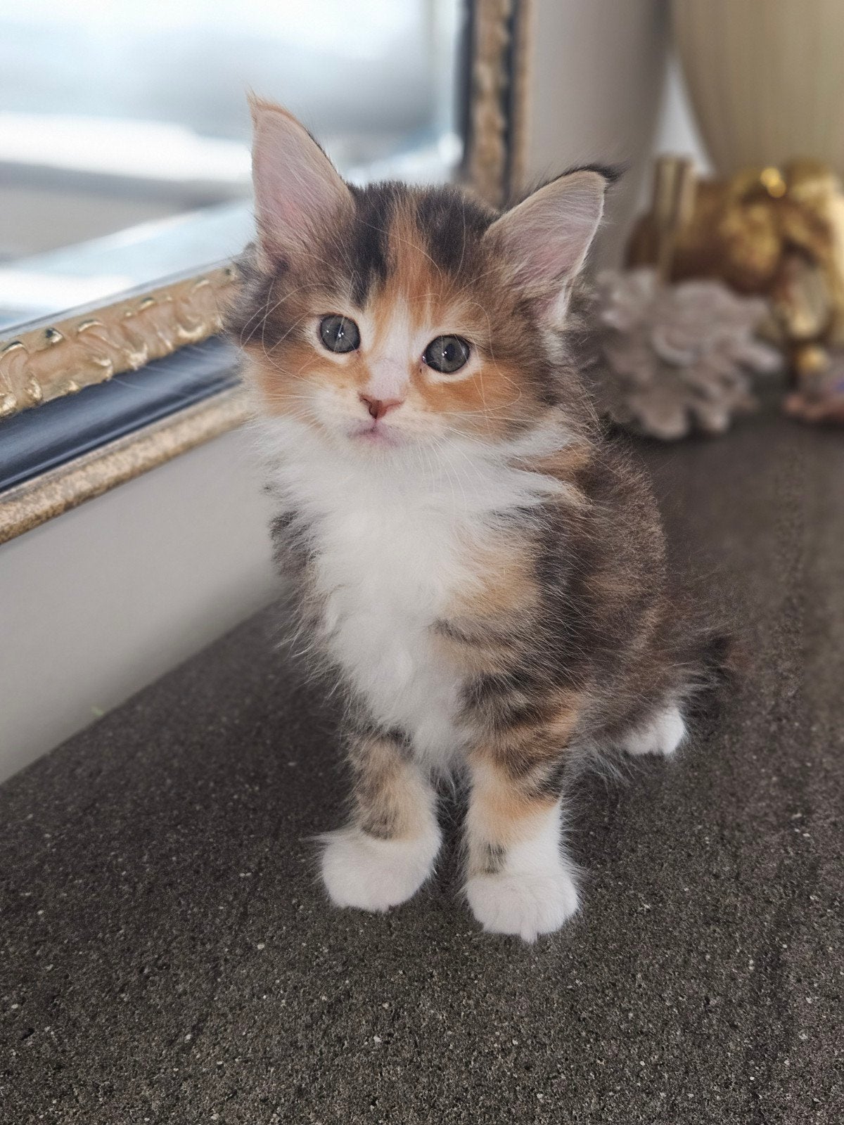 Maine coon kittens, Poes, Gechipt