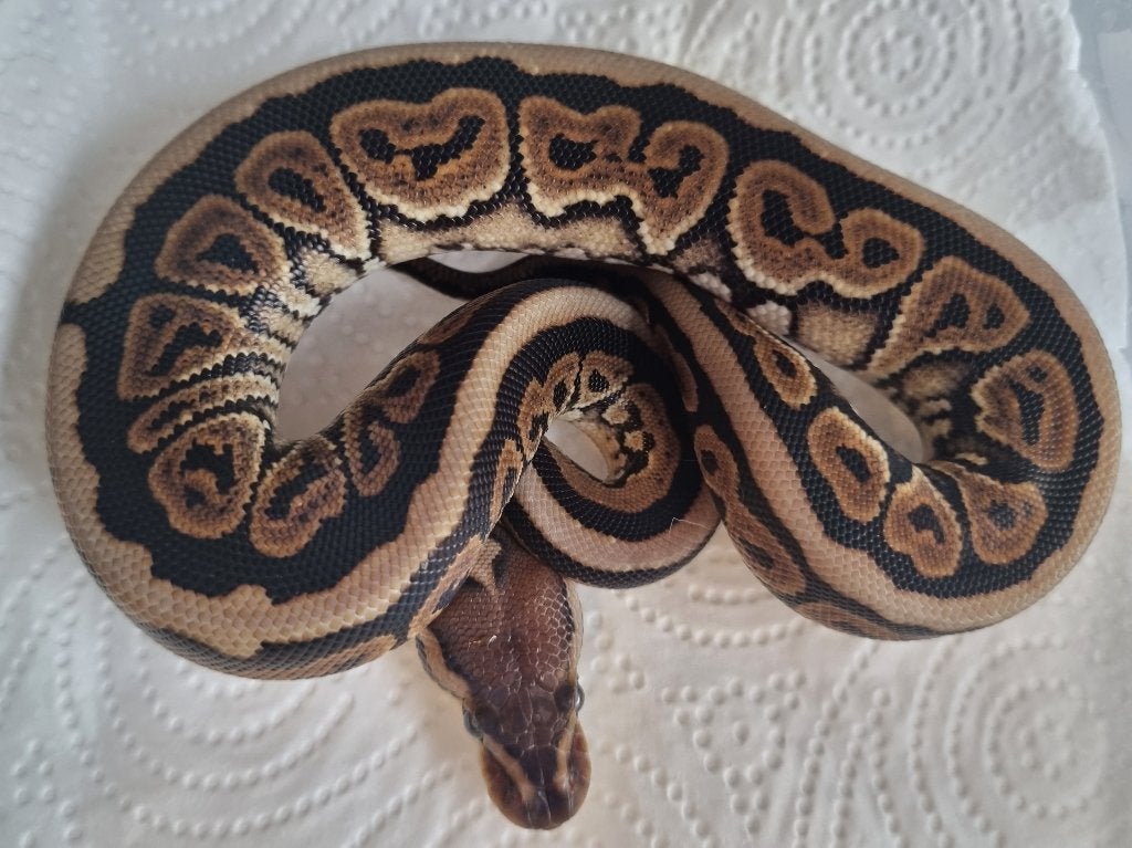 0.1 black pastel (spotnose) het clown koningspython Ball Python photo 2