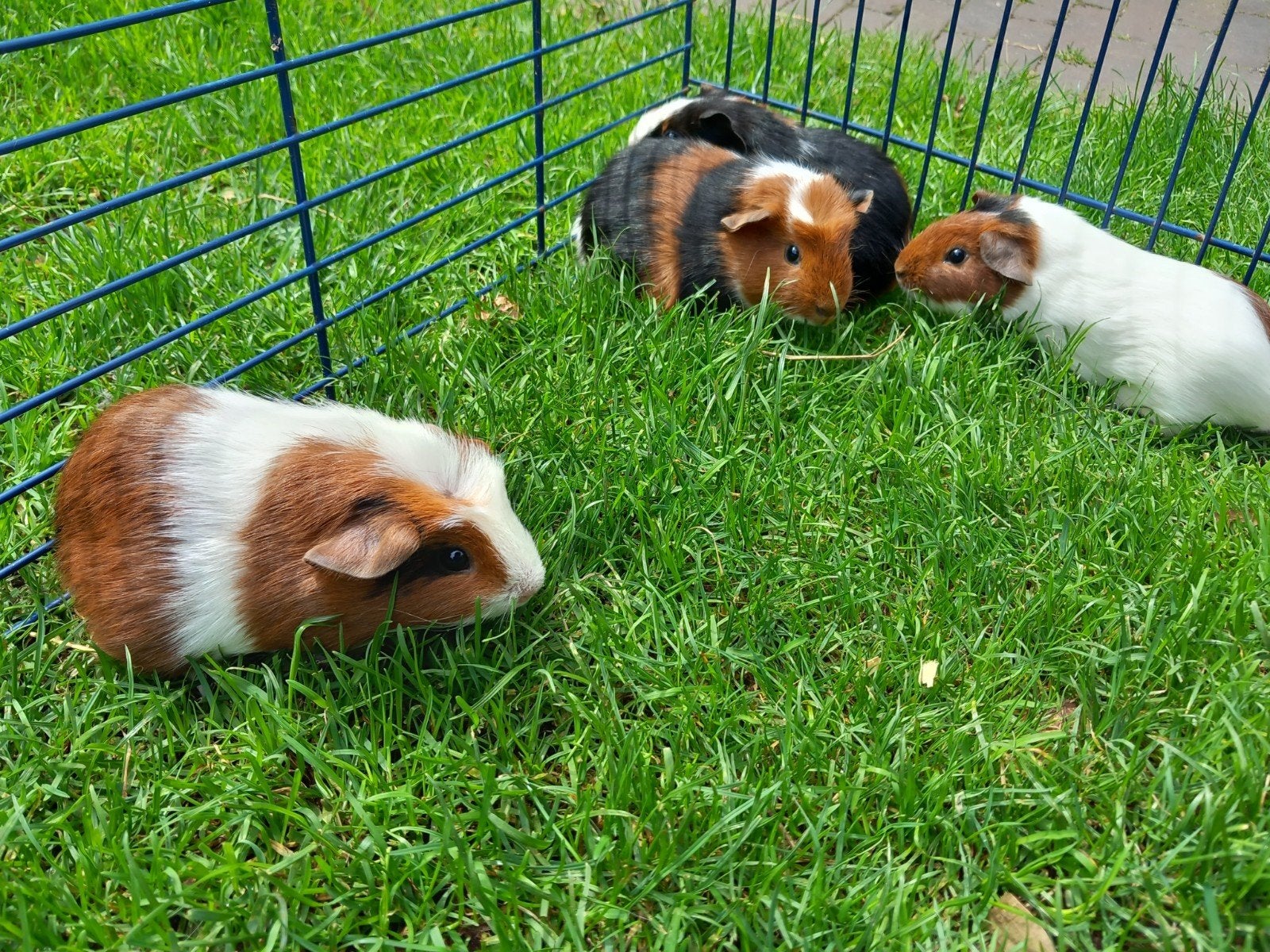 Prachtige cavia zeugjes, Dieren en Toebehoren, Knaagdieren, April, Vrouwelijk, Cavia