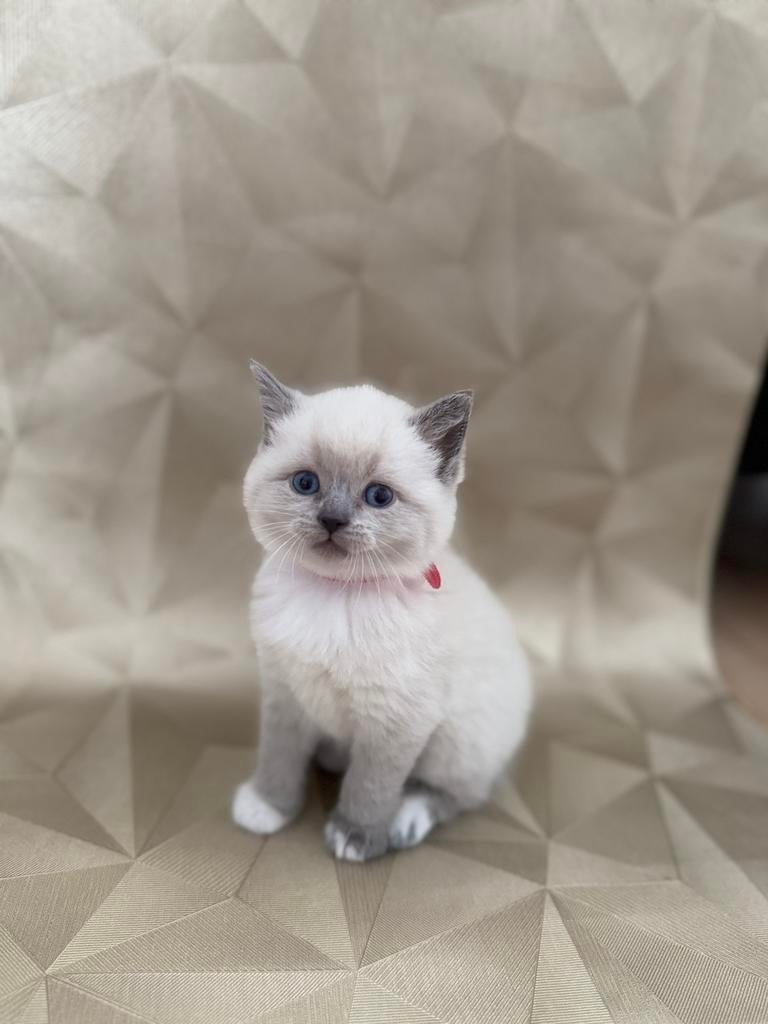 Kittens, Dieren en Toebehoren, Katten en Kittens | Raskatten | Korthaar, Geslacht onbekend, Met stamboom, 0 tot 2 jaar
