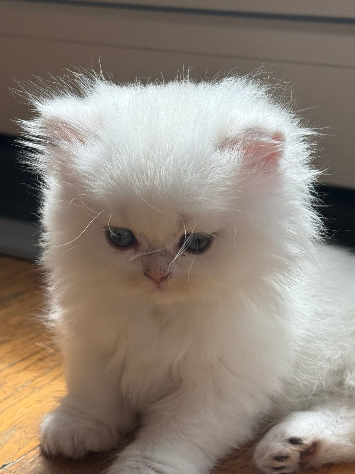 Britse korthaar silver/ golden BLAUW OGEN KAMPIOENEN OUDERS, Dieren en Toebehoren, Katten en Kittens | Raskatten | Korthaar, Meerdere dieren
