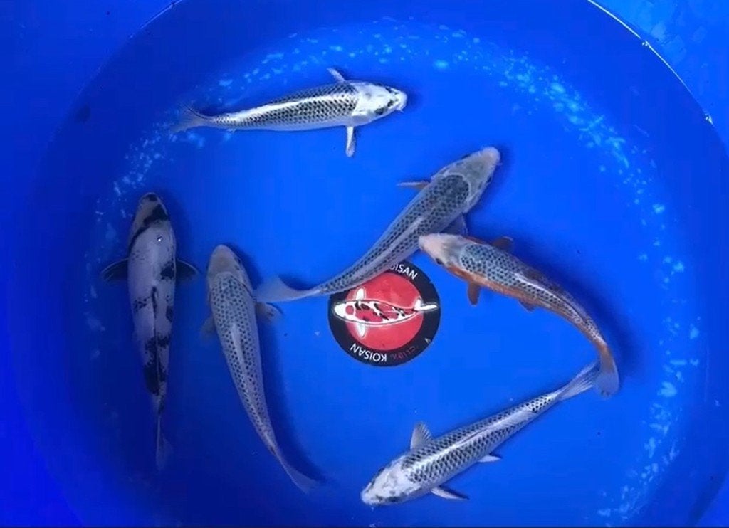 Hosokai Japanse koi karper | Koikarpers  | Tosai, Dieren en Toebehoren, Karper of Koi