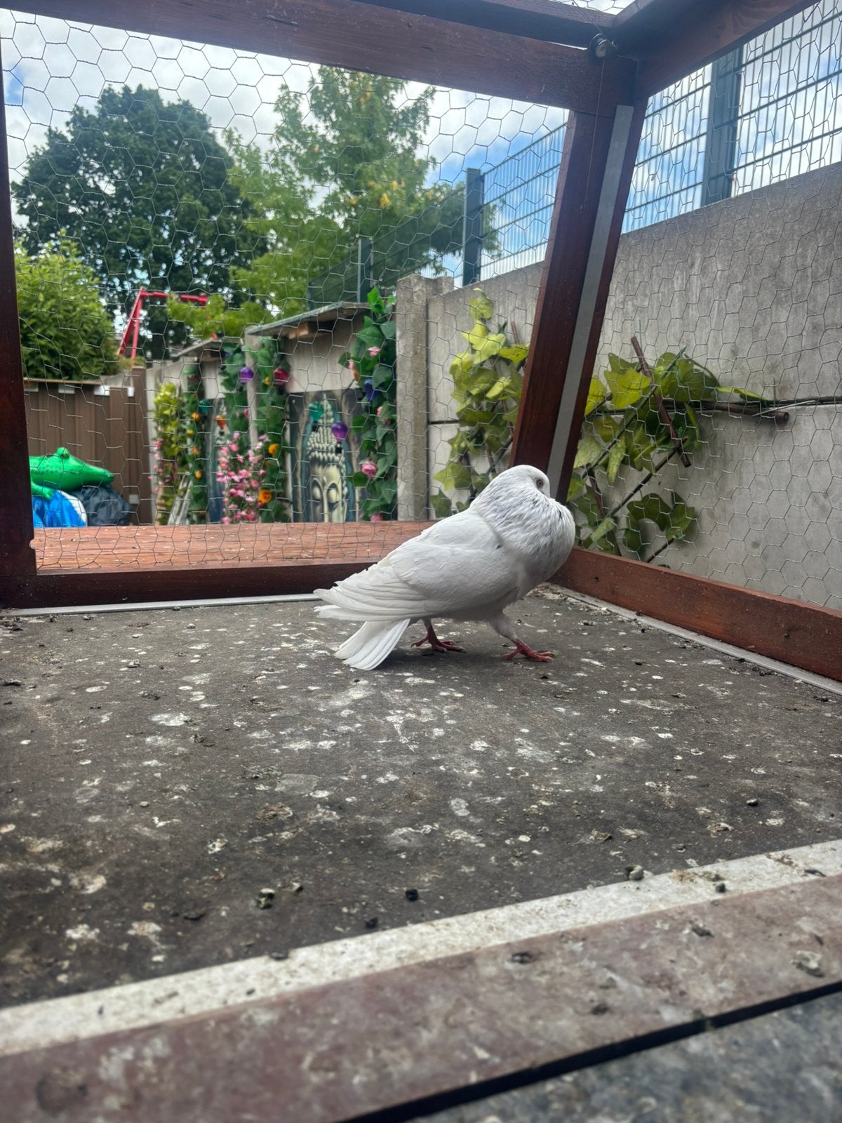 Jonge doffer, Dieren en Toebehoren, Vogels | Duiven, Mannelijk, Kropper