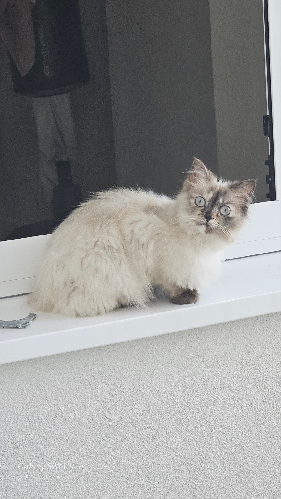 Rsgdoll kat, Poes