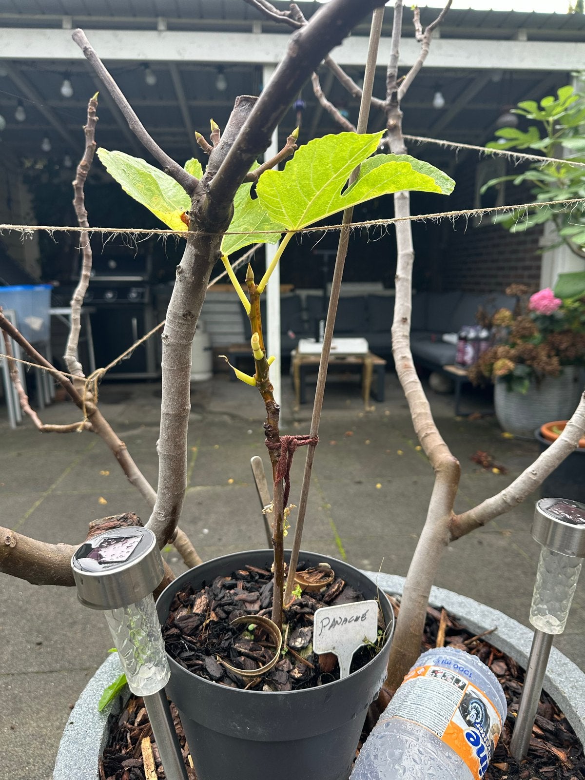 Panache vijg 1-jarig goed geworteld stek, Minder dan 100 cm, Lente, Volle zon, In pot