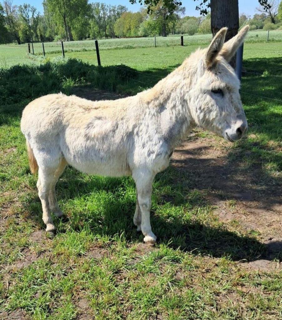 Ezel hengst, Dieren en Toebehoren, Overige Dieren, Maart
