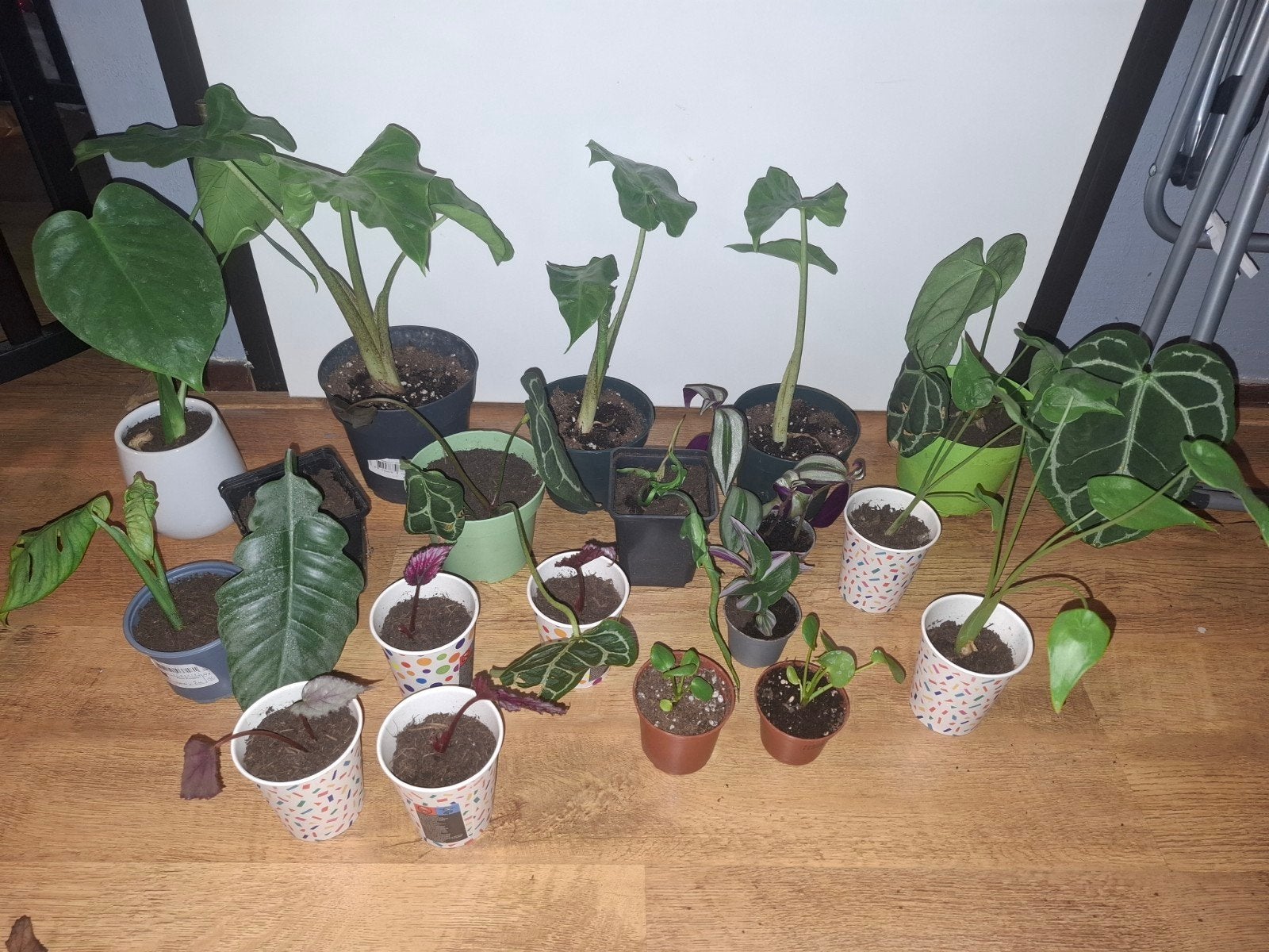Kamerplanten, Ophalen, Overige soorten, Halfschaduw, Minder dan 100 cm