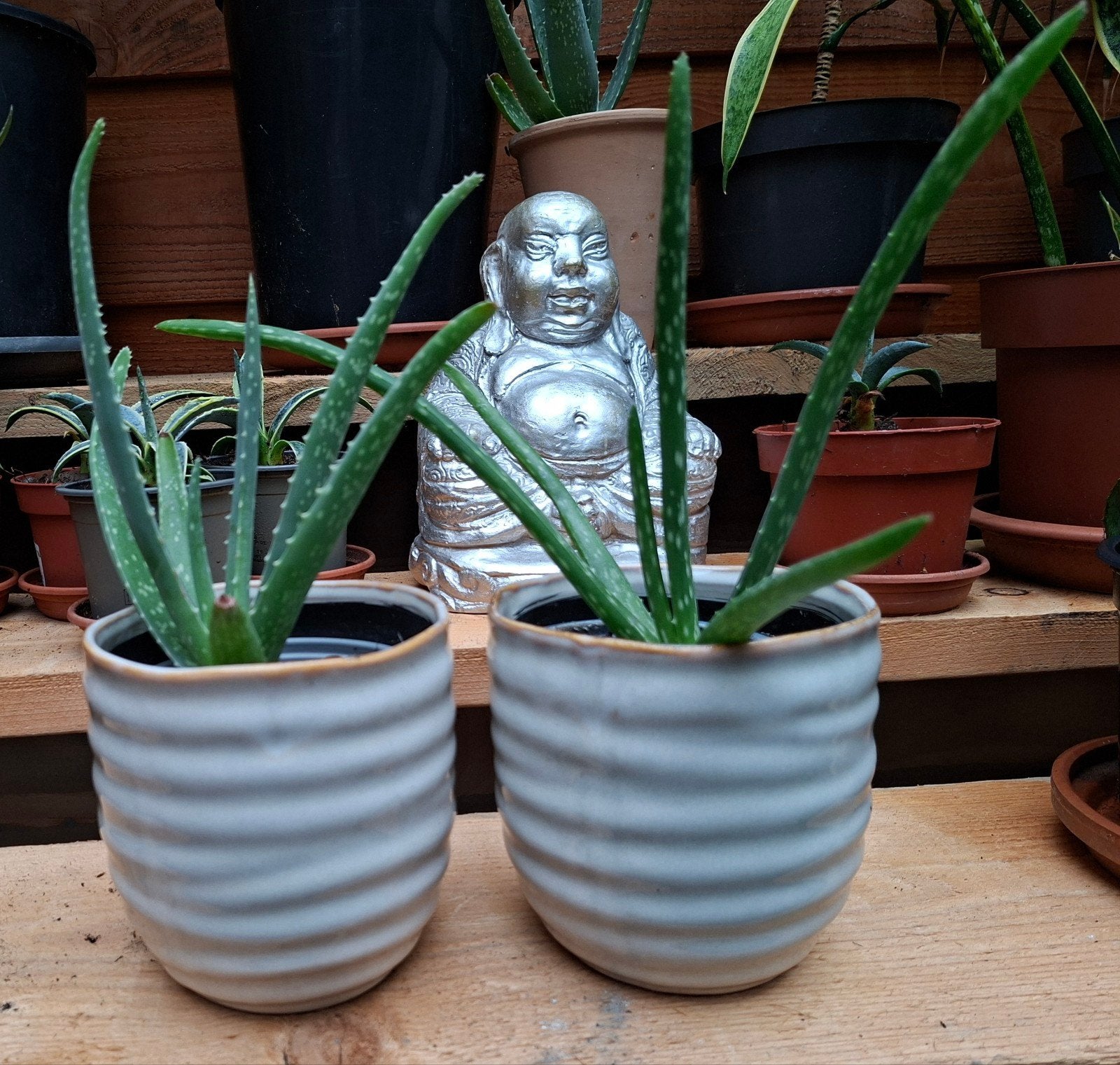 Setje Aloë Vera planten in binnenpot, Ophalen