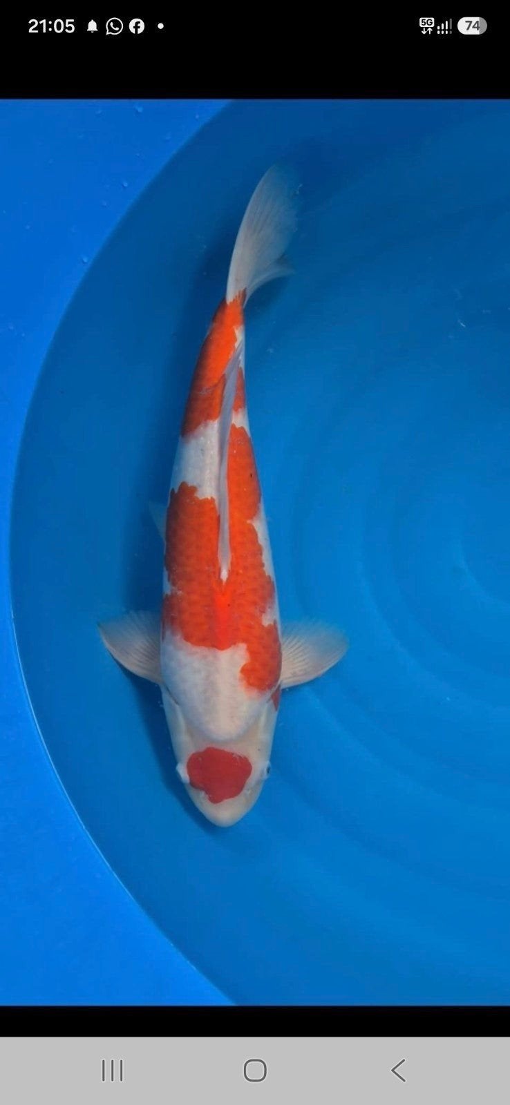 Matuten kohaku ogata, Dieren en Toebehoren, Vissen | Vijvervissen, Karper of Koi