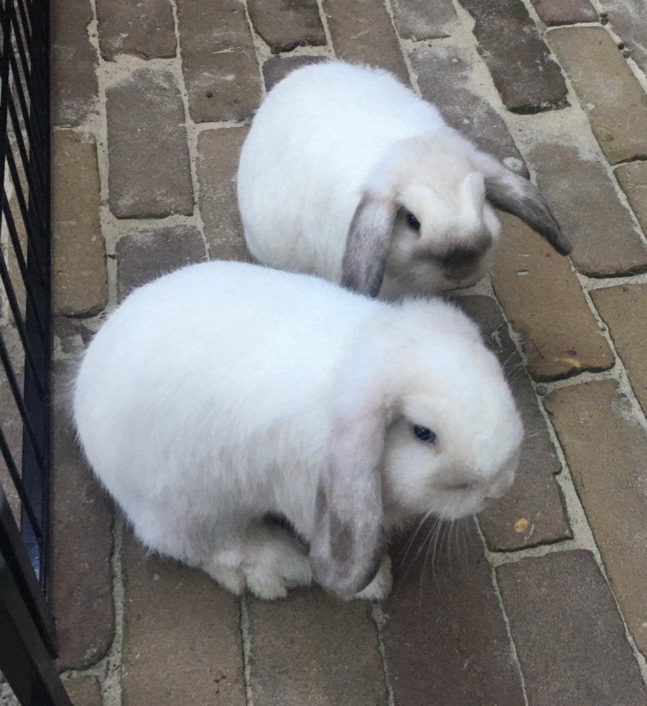 Minilop xNHD, Meerdere dieren, Dwerg, Hangoor, 0 tot 2 jaar