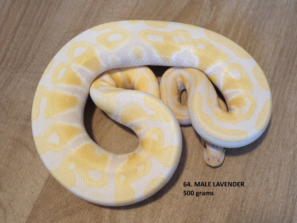 Koningspythons halfwas en volwassen kweekdieren deel 3 Ball Python photo 16