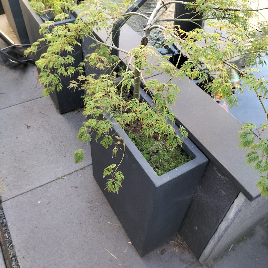 Japanse esdoorn, Tuin en Terras, Planten | Bomen, Ophalen, Bloeit niet, Halfschaduw, Overige soorten