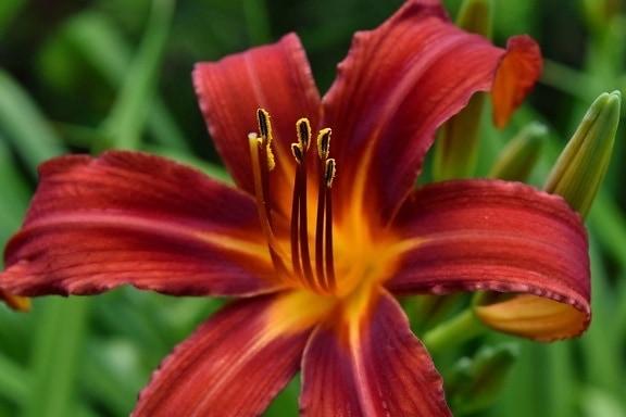 Lelie planten - Prachtige oranje/gele bloemen volgend jaar!, Volle zon, Vaste plant, Zomer, Ophalen