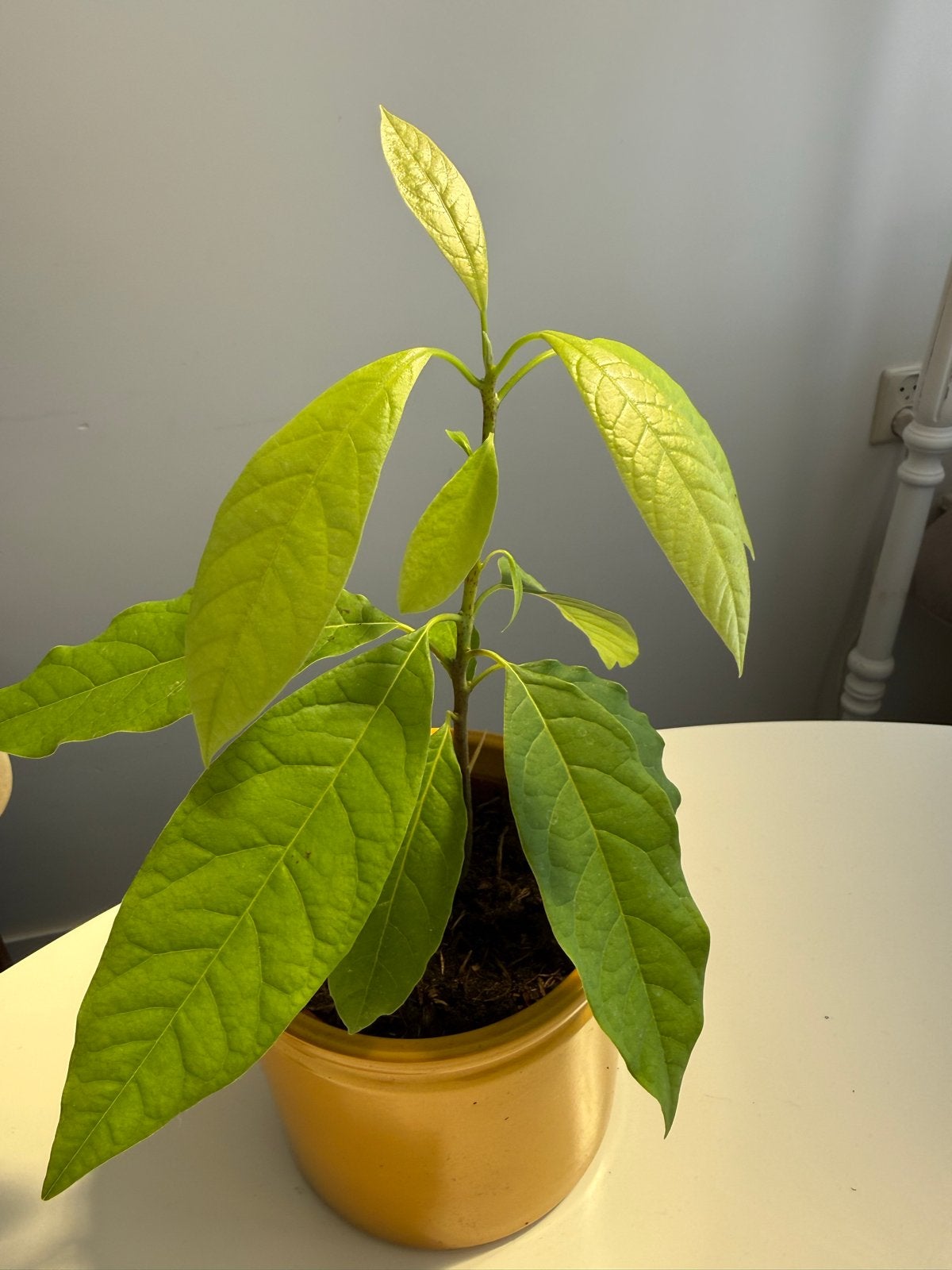Jonge Avocado Plant - Circa 25 cm Hoog, Huis en Inrichting, Kamerplanten, Ophalen, Overige soorten, Halfschaduw, In pot
