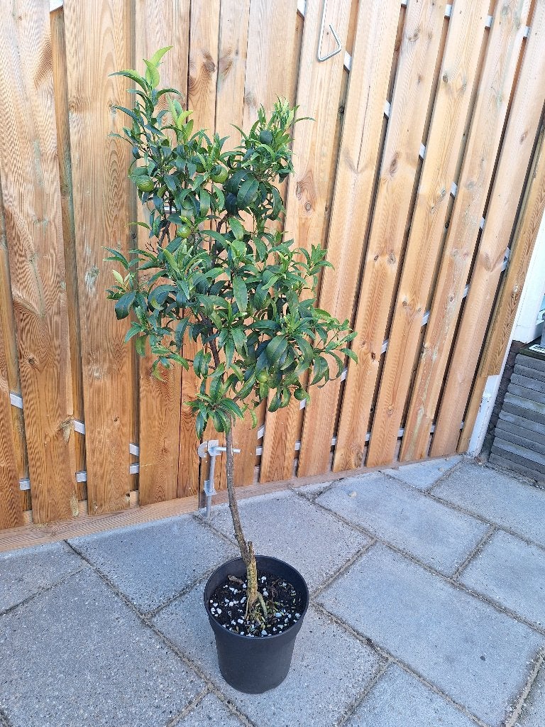 citrus mandarijnboom, 100 tot 250 cm, Volle zon, In pot, Overige soorten