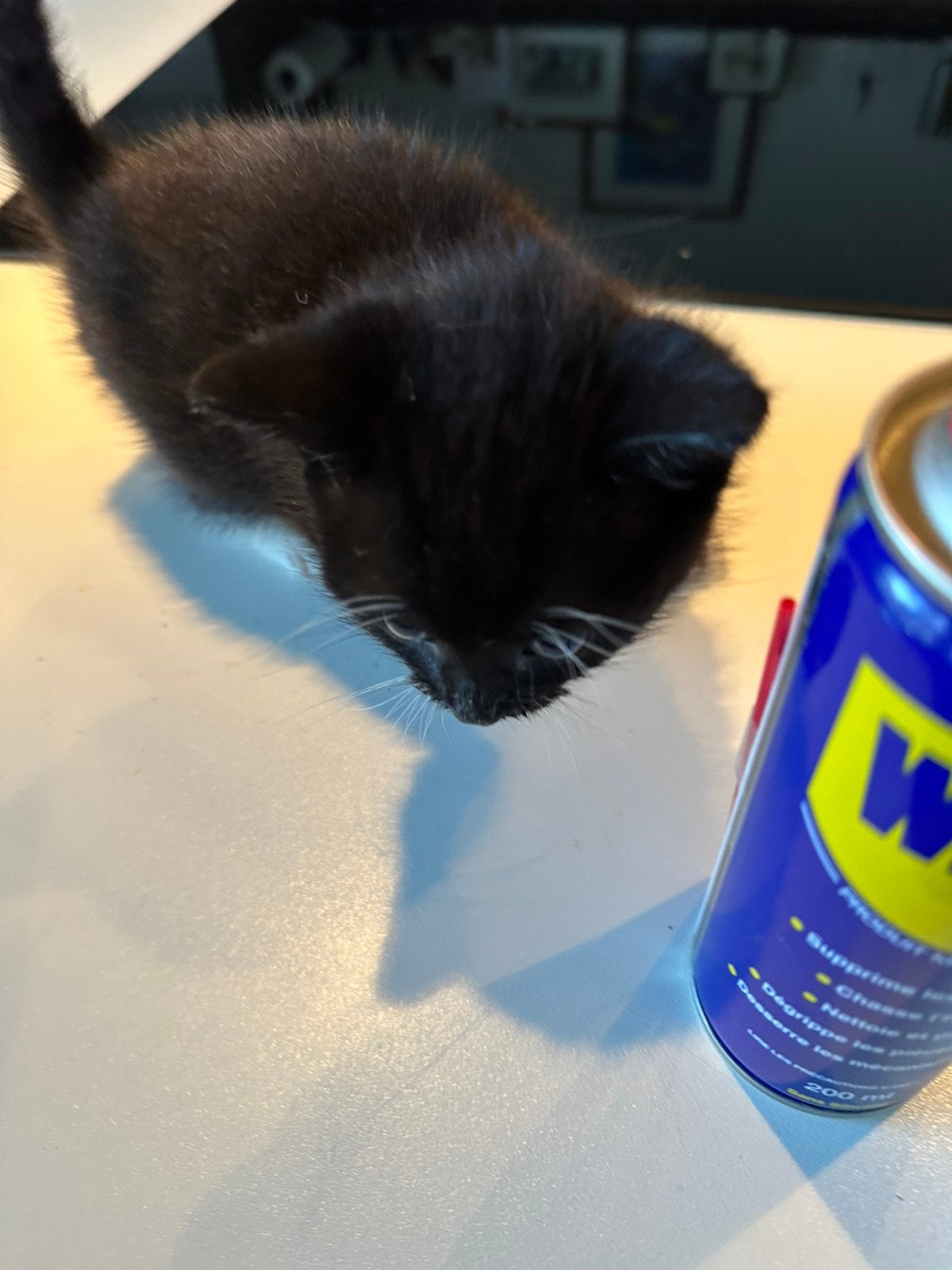Kittens mogen volgende week al weg
