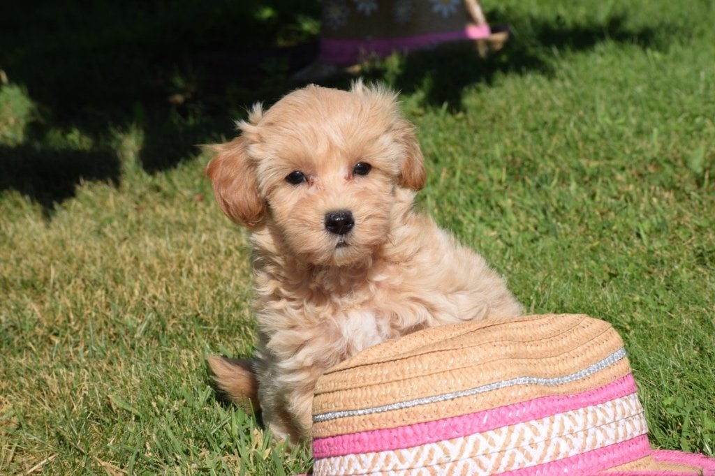Maltipoo pups mooie keuze, België, 15 weken tot 1 jaar, Meerdere, Meerdere dieren