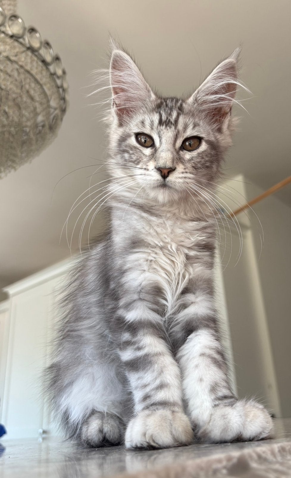Mooie maine coon kittens met stamboom, Dieren en Toebehoren, Meerdere dieren, Met stamboom, 0 tot 2 jaar