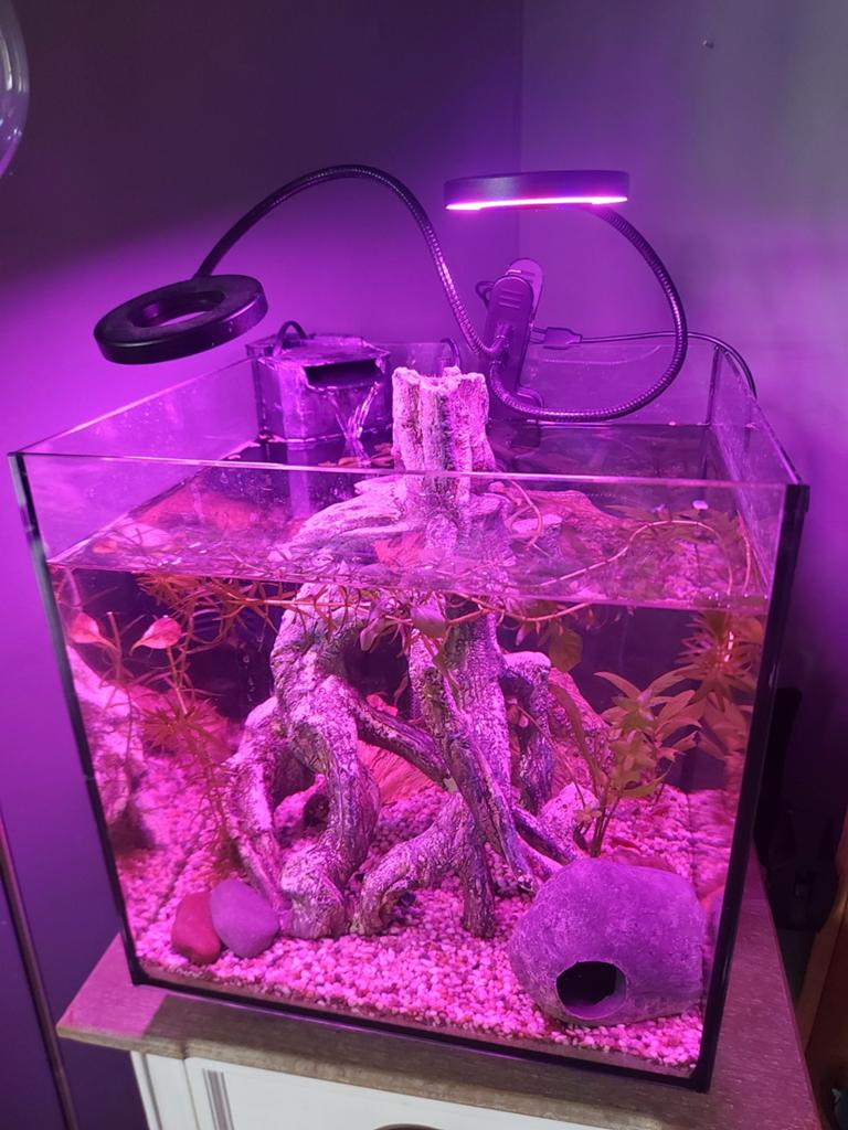 Aquarium compleet, Dieren en Toebehoren, Vissen | Aquaria en Toebehoren, Ophalen, Zo goed als nieuw, Gevuld zoetwateraquarium