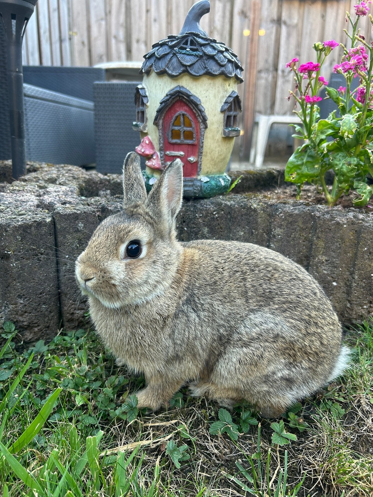 Kleurdwerg voedster te koop, Dieren en Toebehoren, Konijnen, Meerdere dieren, Dwerg