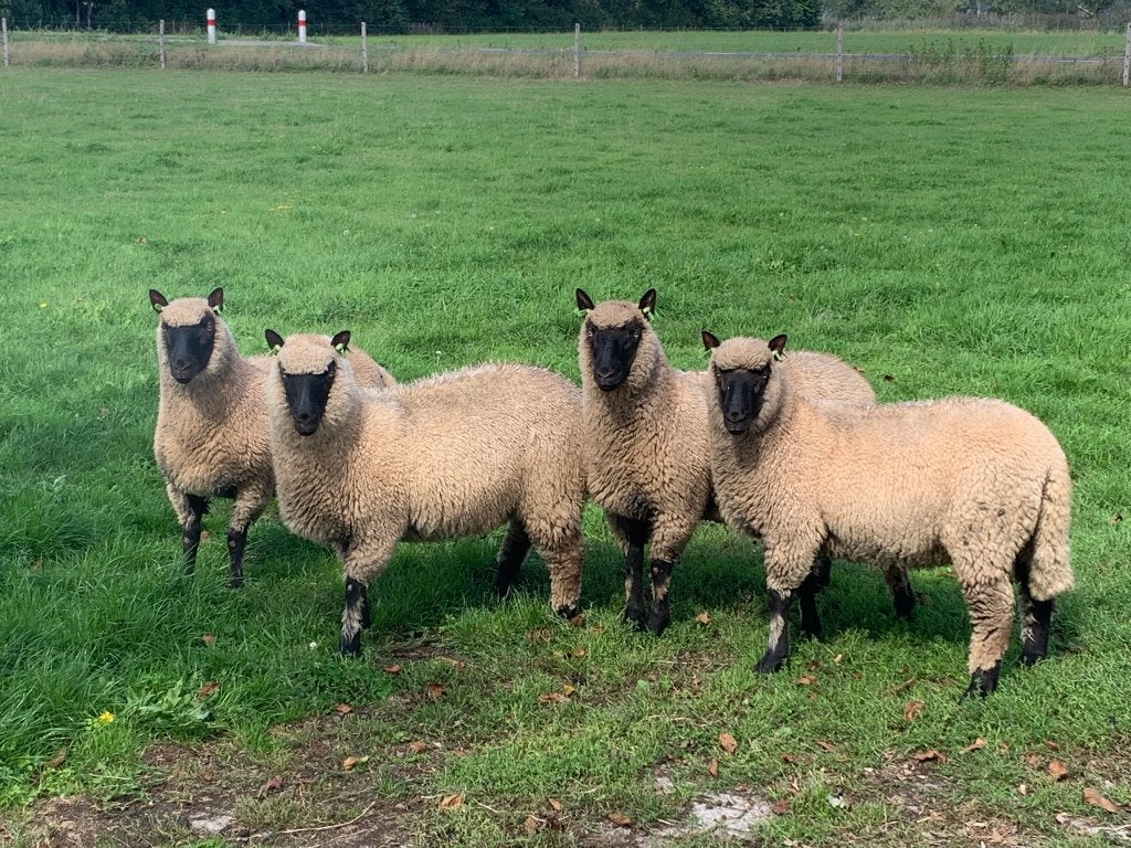 Clun Forest ramlammeren, Mannelijk, Schaap, 0 tot 2 jaar