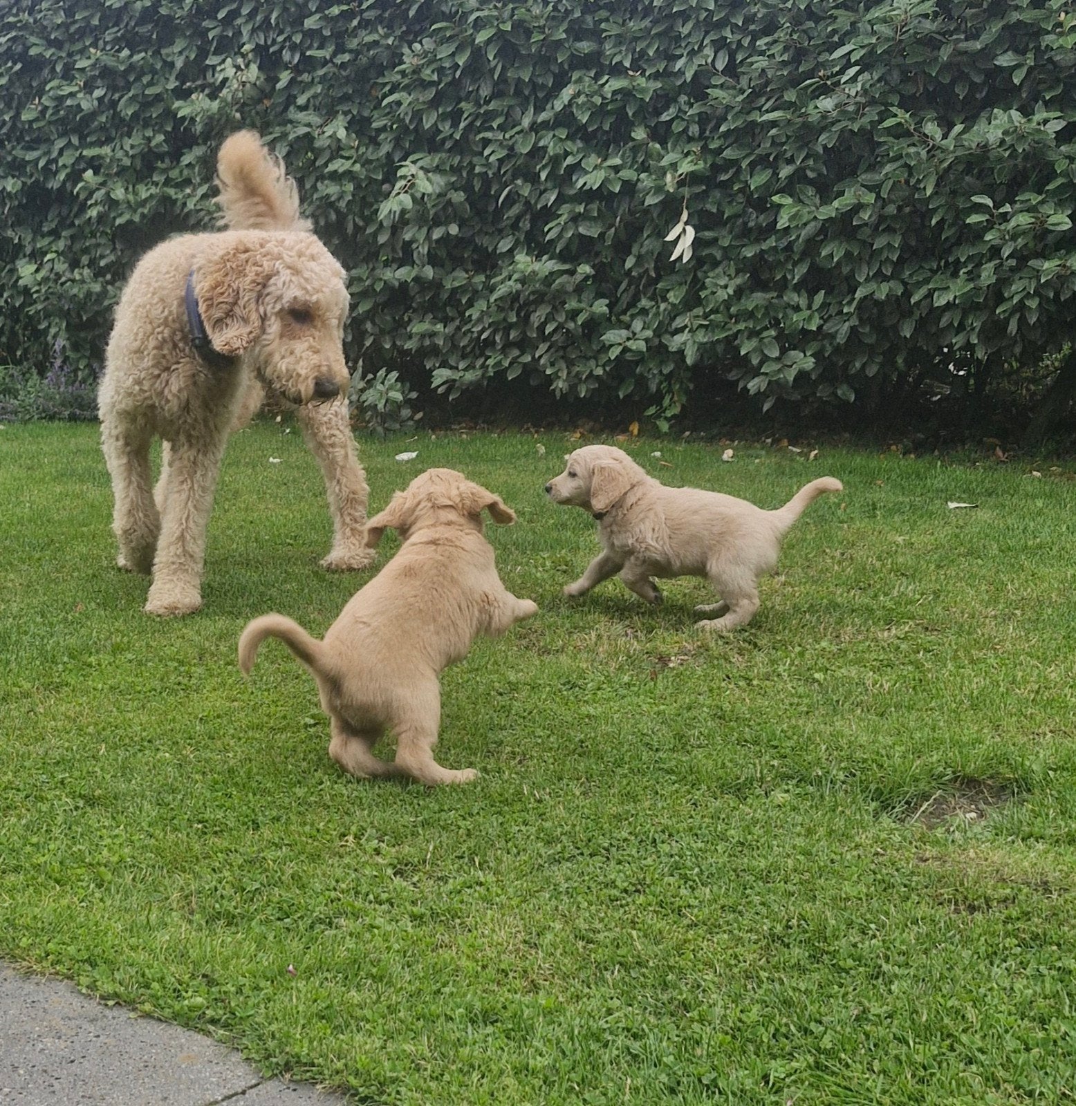 Prachtige labradoodle pups te koop, Dieren en Toebehoren, 8 tot 15 weken, Meerdere, Meerdere dieren, Nederland