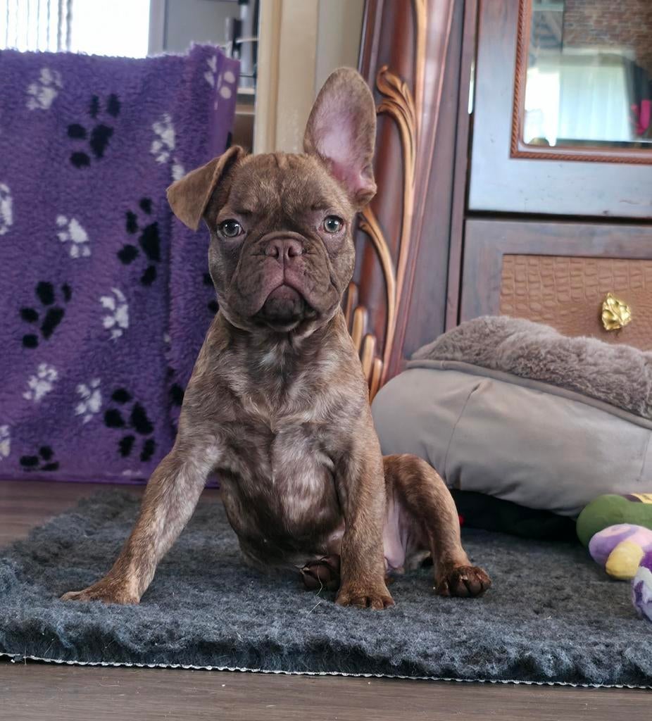 💙 Super leuke X franse bulldog reu pup bijzondere kleur 💙, Parvo, Reu, 8 tot 15 weken, Bulldog