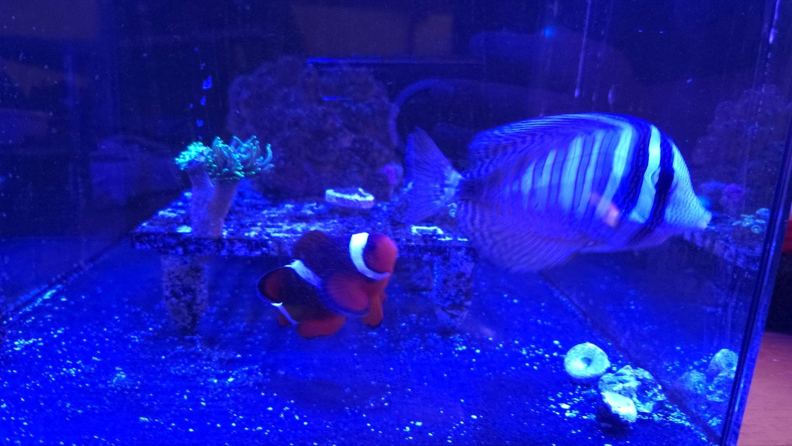 Maroon x ocellaris clown hybride en zeilvindoktor, Dieren en Toebehoren, Vis, Zoutwatervis