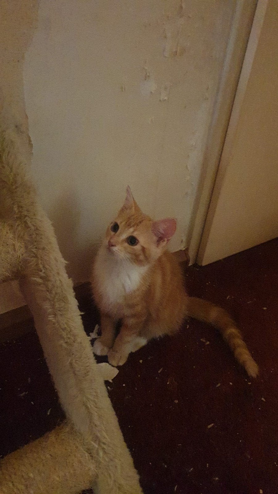 Kittens 10 weken mogen het nest per direct verlaten, Meerdere dieren, Kortharig, 0 tot 2 jaar
