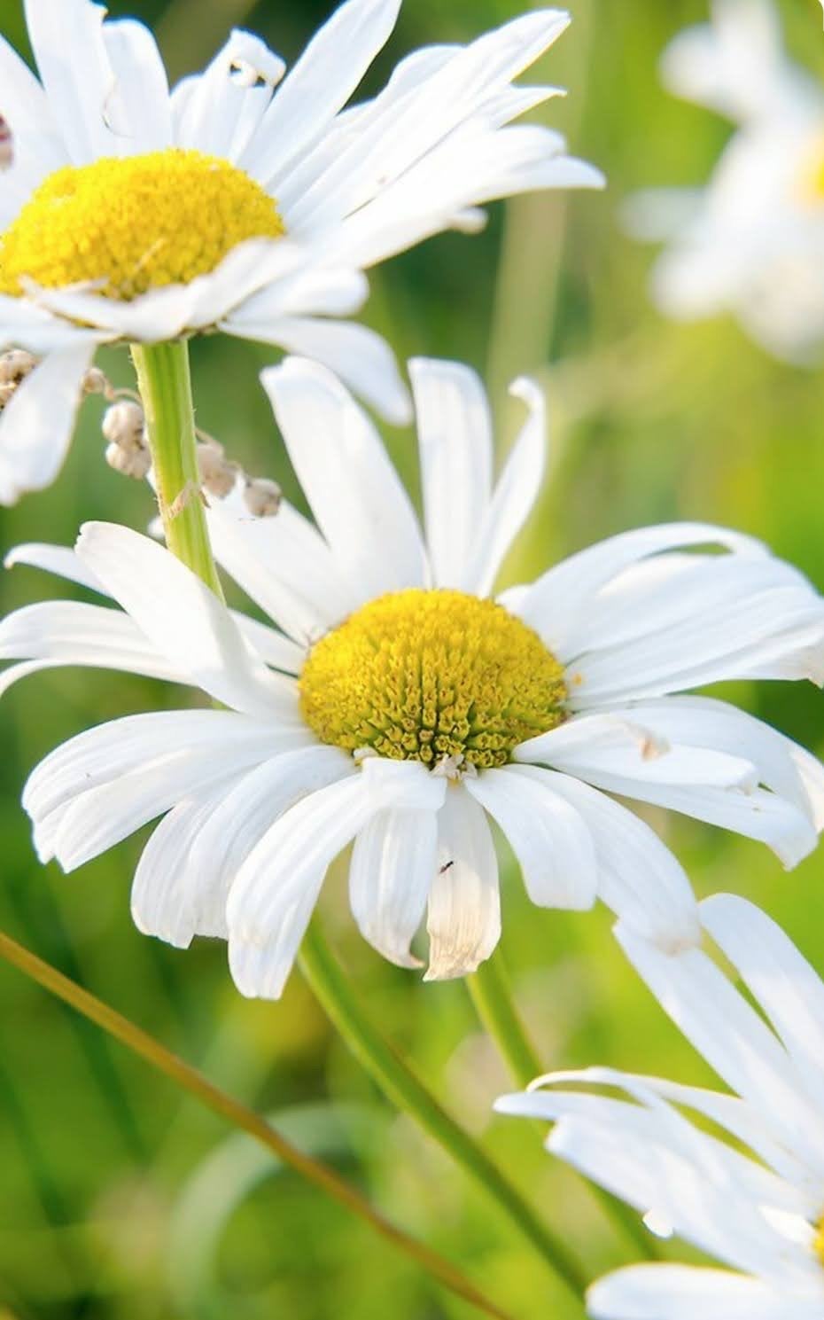 Margriet - Vrolijke en onderhoudsvriendelijke bloeier, Volle zon, Vaste plant, Lente, Ophalen