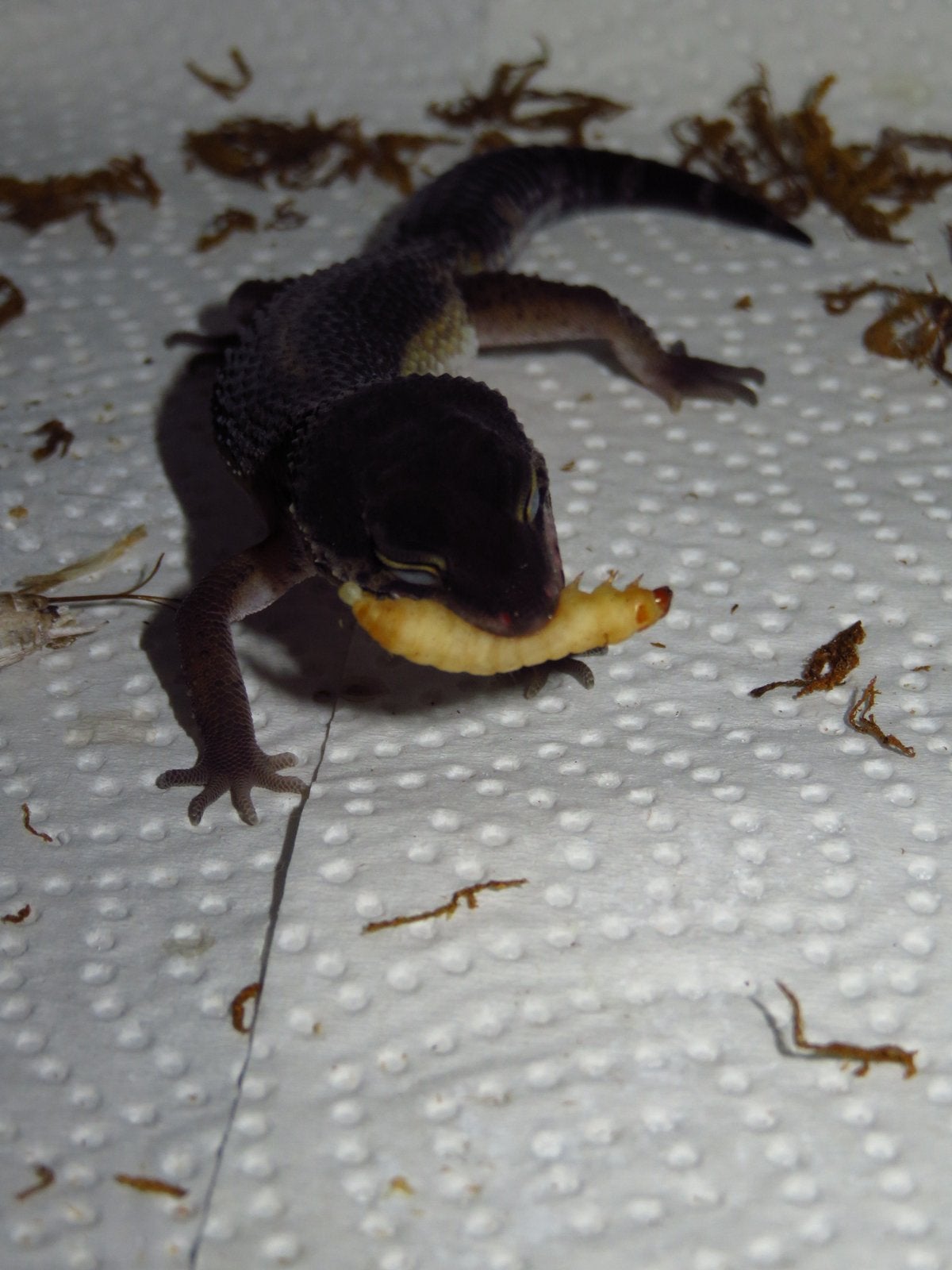 black night luipaardgekko man Leopard Gecko photo 2