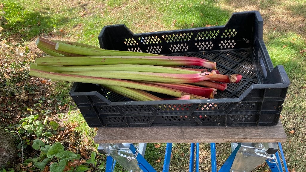 Rabarber Gratis Afhalen, Tuin en Terras, Ophalen