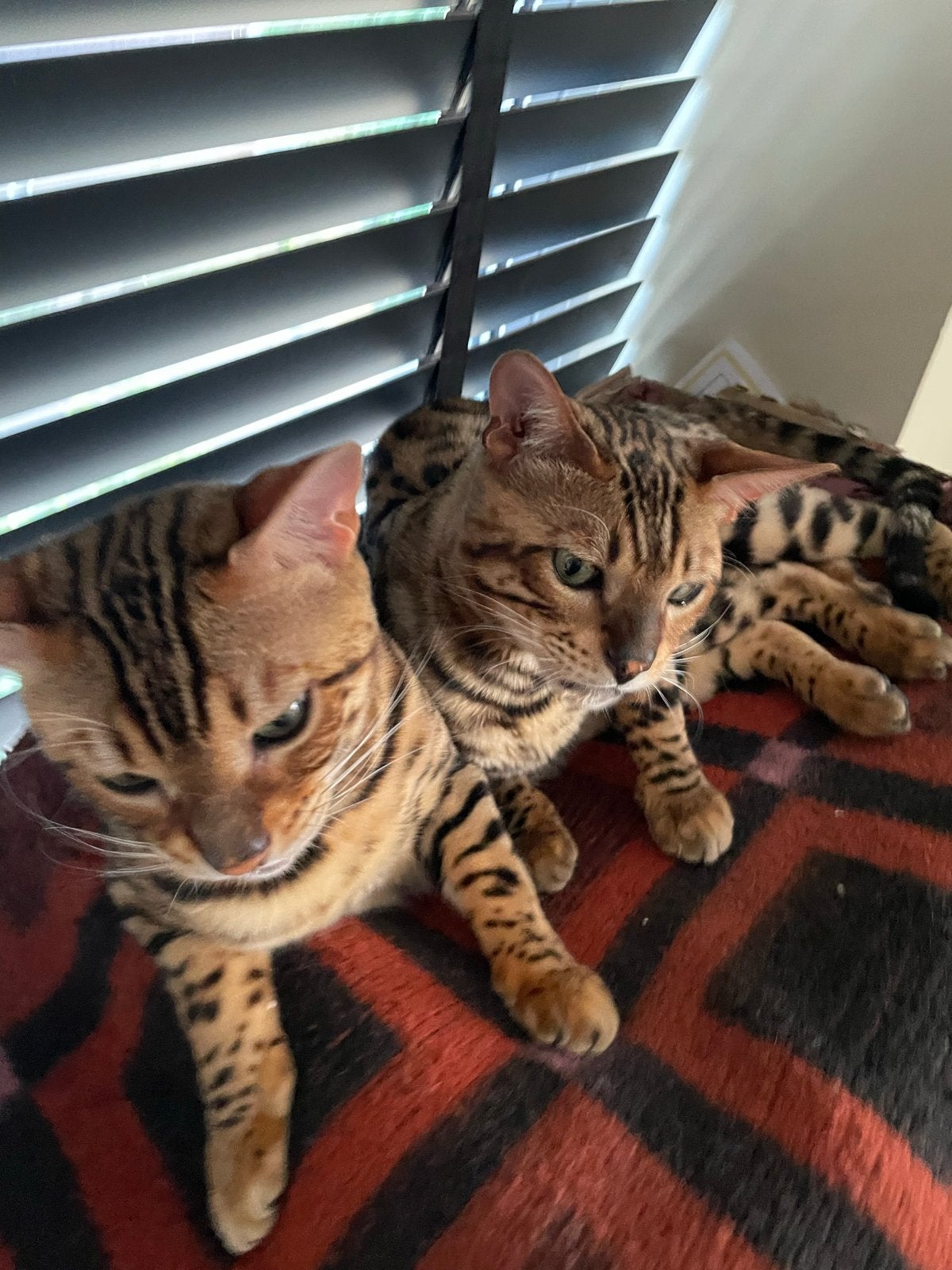 Bengaal, Kater