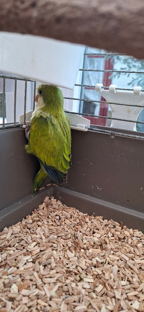 Monniksparkiet, Geslacht onbekend, Parkiet, Tam