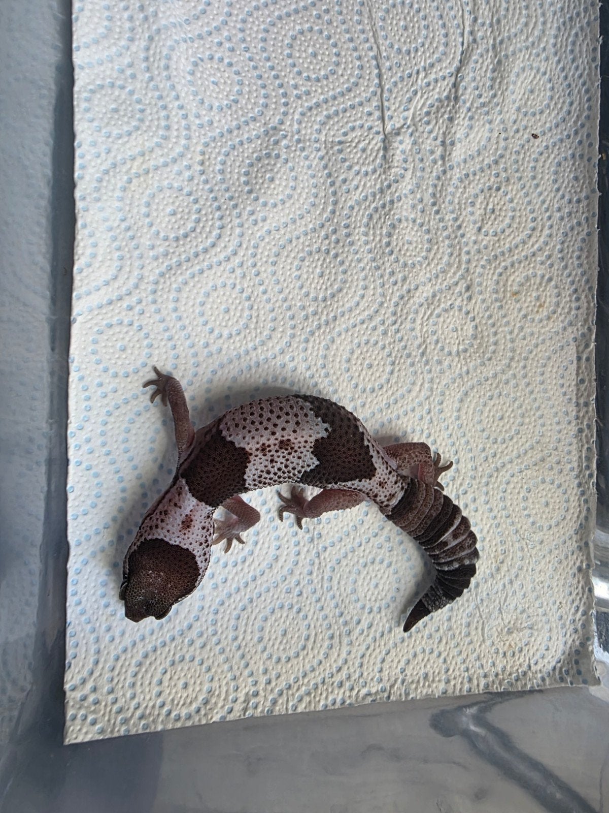 afrikaanse vetstaart gekko, Dieren en Toebehoren, Hagedis, Tam, 0 tot 2 jaar