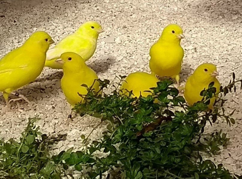 gele kanarie koppels, Dieren en Toebehoren, Vogels | Kanaries, Meerdere dieren, Kleurkanarie
