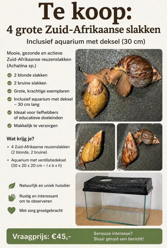 4 grote Zuid Afrikaanse slakken + aquarium met deksel, Overige soorten
