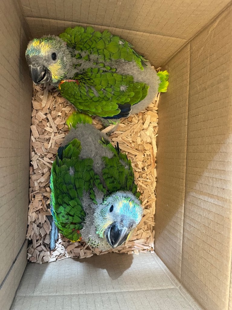 Te reserveren tamme blauw voorhoofd amazone, Geslacht onbekend, Papegaai, Pratend