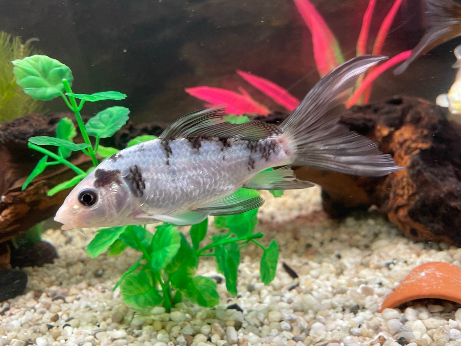 Butterfly koi karpers 4stuks, Dieren en Toebehoren, Vis, Zoetwatervis