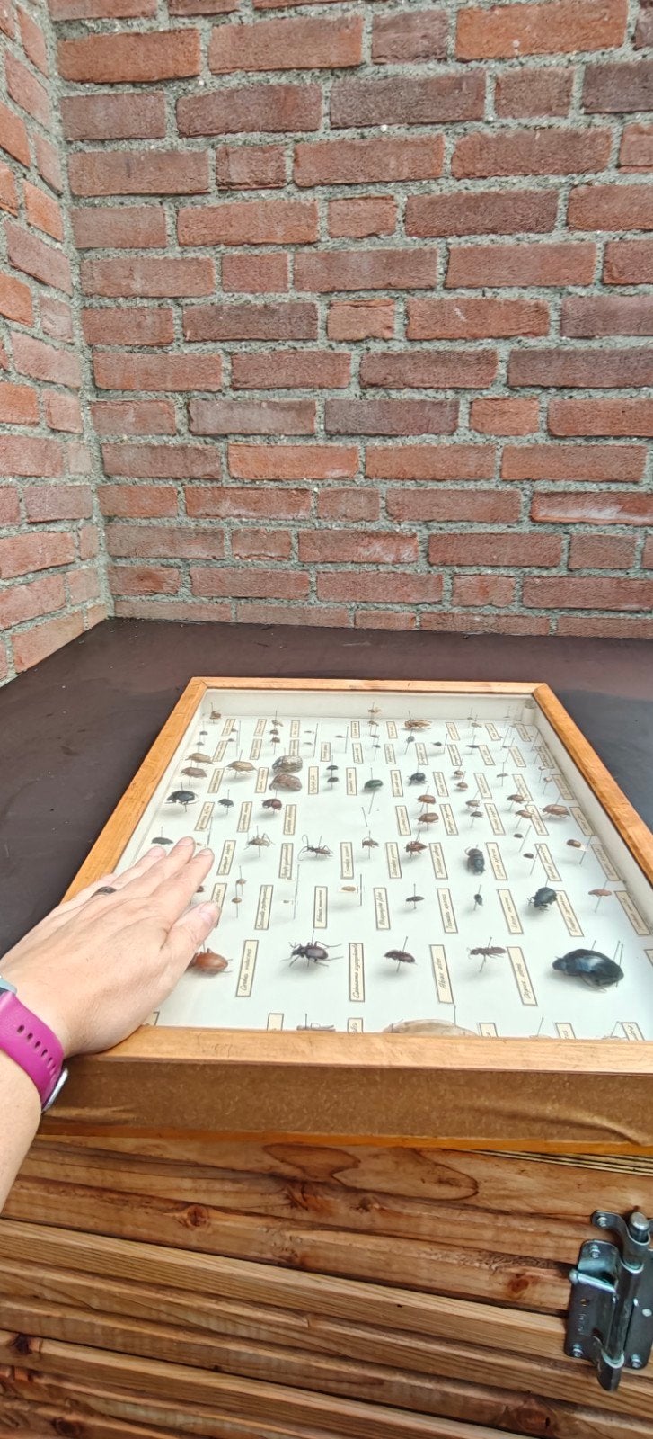 Vintage grote insectenverzameling in houten vitrine, Ophalen