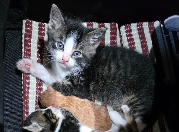 Kittens verschillende kleuren, Dieren en Toebehoren, Katten en Kittens | Overige Katten, Meerdere dieren, 0 tot 2 jaar