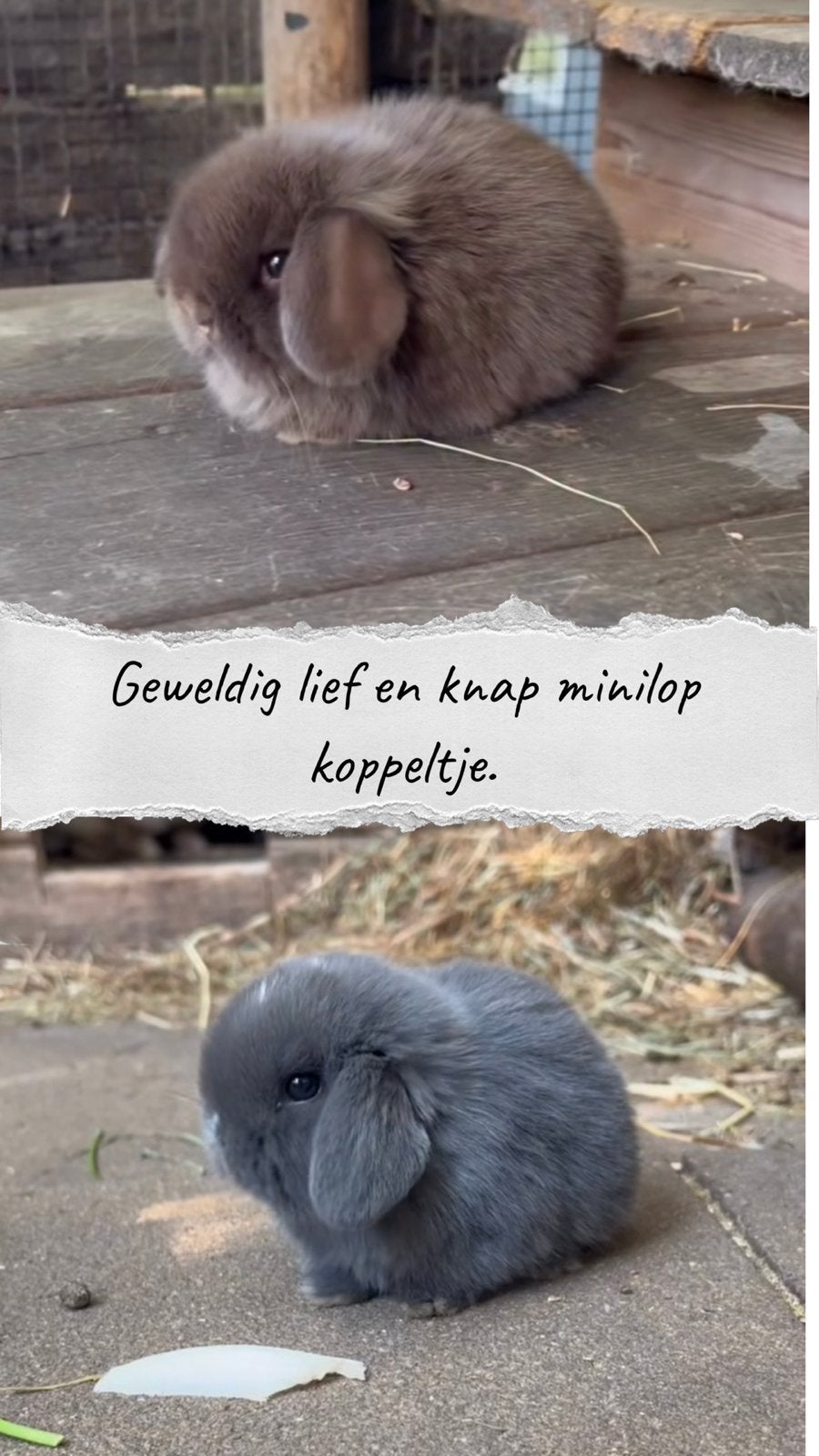 Geweldig knappe minilop konijntjes (koppeltje) 💕, Dieren en Toebehoren, Meerdere dieren, Dwerg